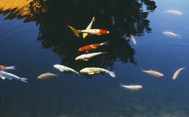 Why To Enhance The Water Quality Of Fish Ponds?