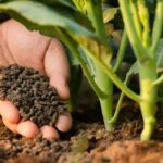 fertilizers